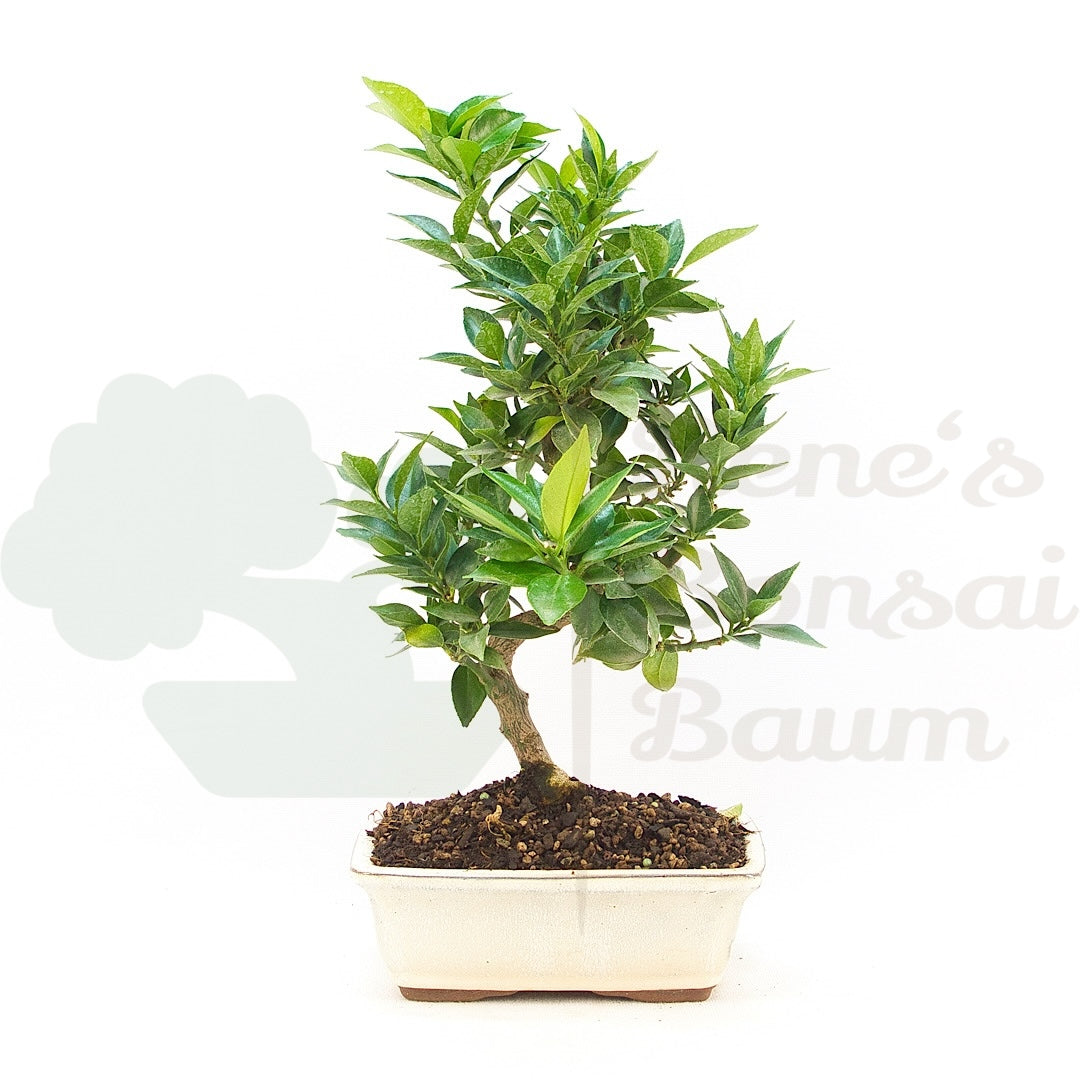 Bitterorange 'Citrus myrtifolia'